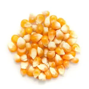 Organic Popcorn Bulk